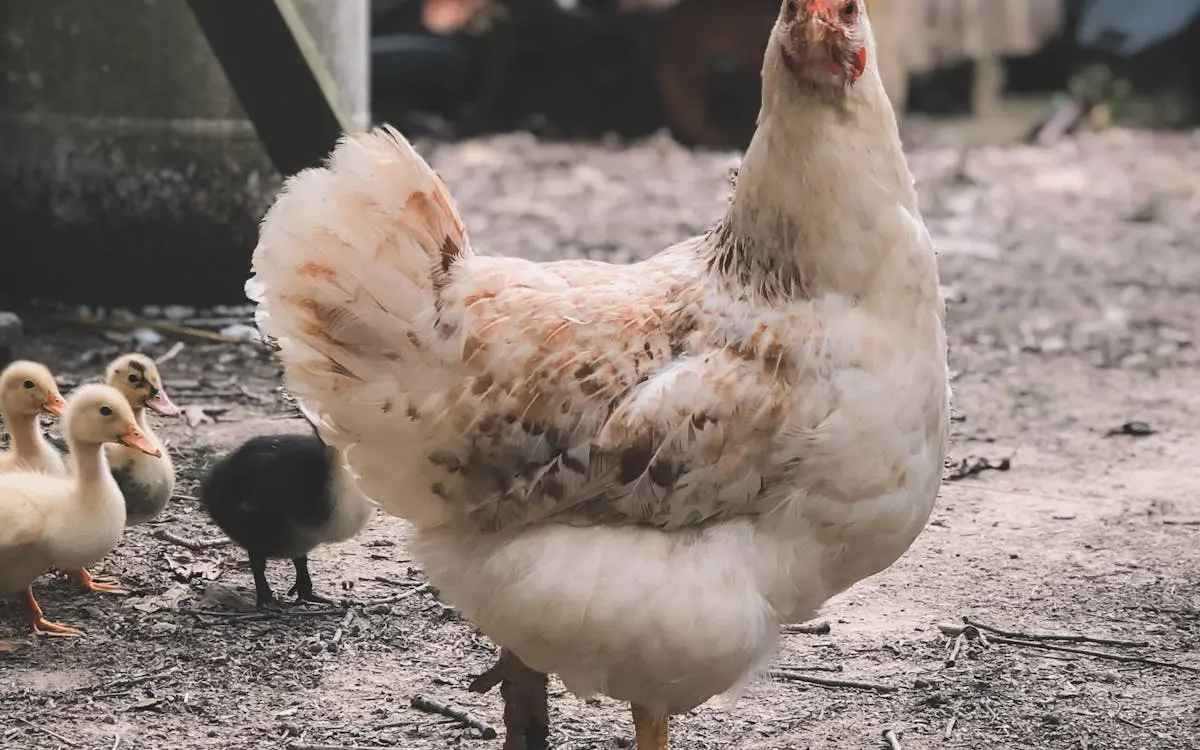 Tavuk yetiştiriciliği — Tavuk Yetiştiriciliği Girişimi